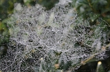 Cobwebs_17