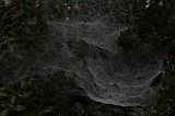 Cobwebs_18