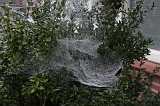 Cobwebs_19
