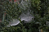 Cobwebs_20