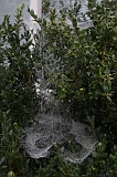 Cobwebs_21