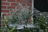 Cobwebs_22