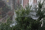 Cobwebs_23