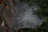 Cobwebs_24