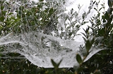 Cobwebs_25