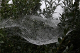 Cobwebs_26