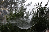 Cobwebs_27