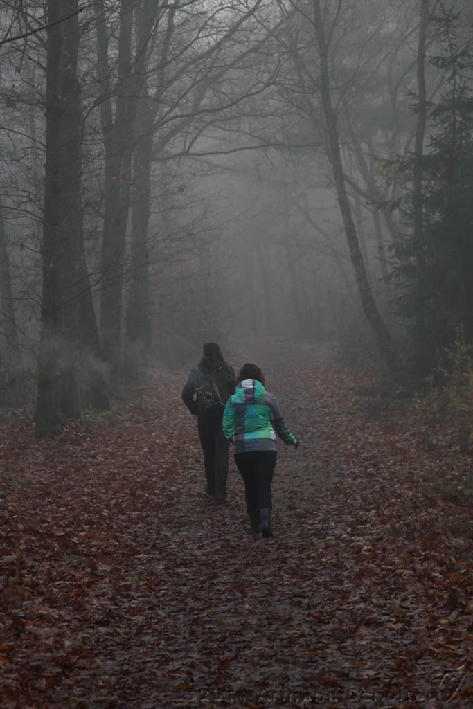 FogForest_02.jpg