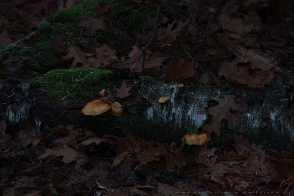 FogForest_03.jpg