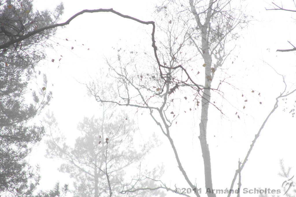 FogForest_04.jpg