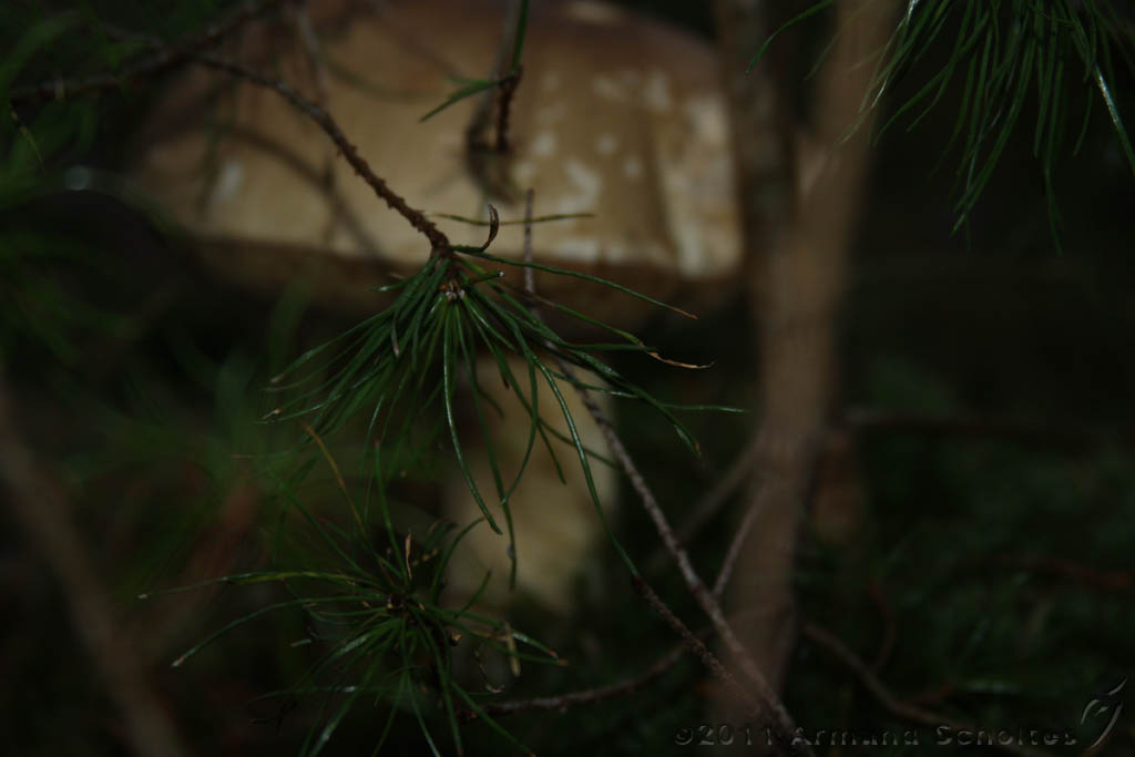 FogForest_08.jpg