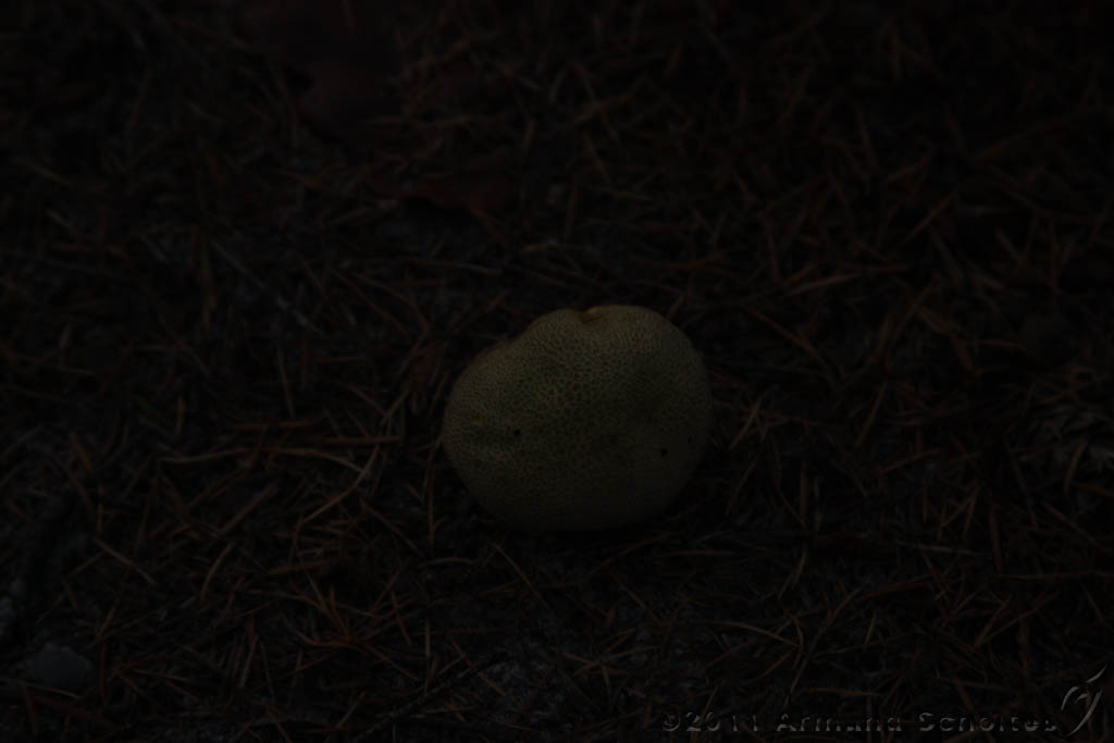 FogForest_12.jpg