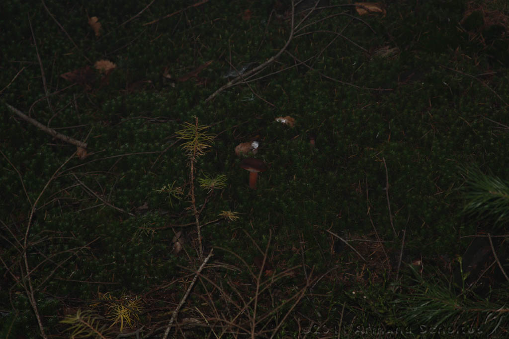 FogForest_13.jpg