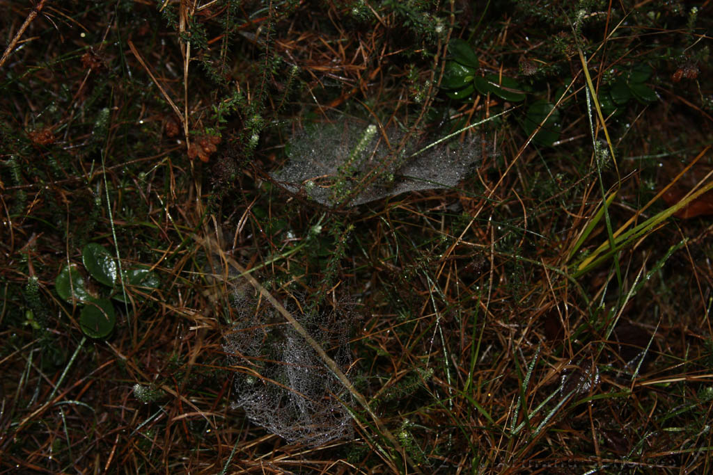 FogForest_14.jpg