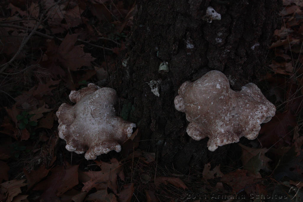 FogForest_16.jpg