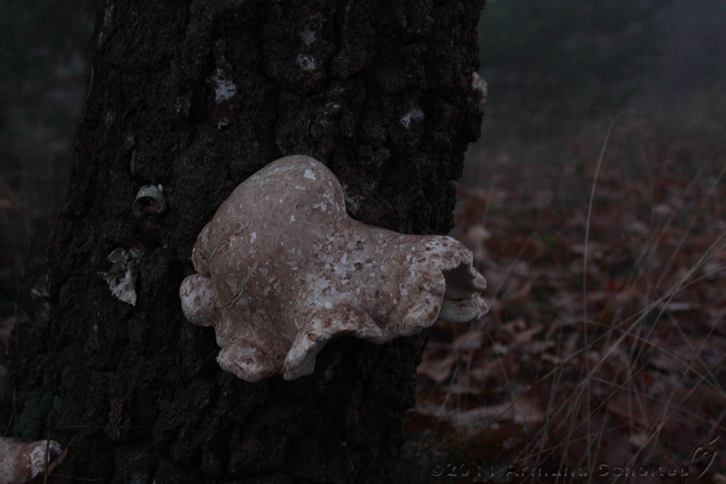 FogForest_17.jpg
