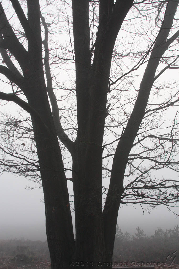 FogForest_18.jpg