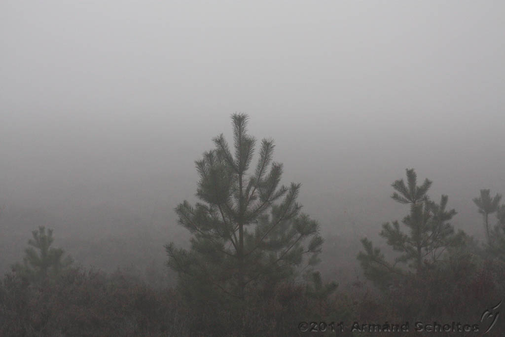 FogForest_19.jpg