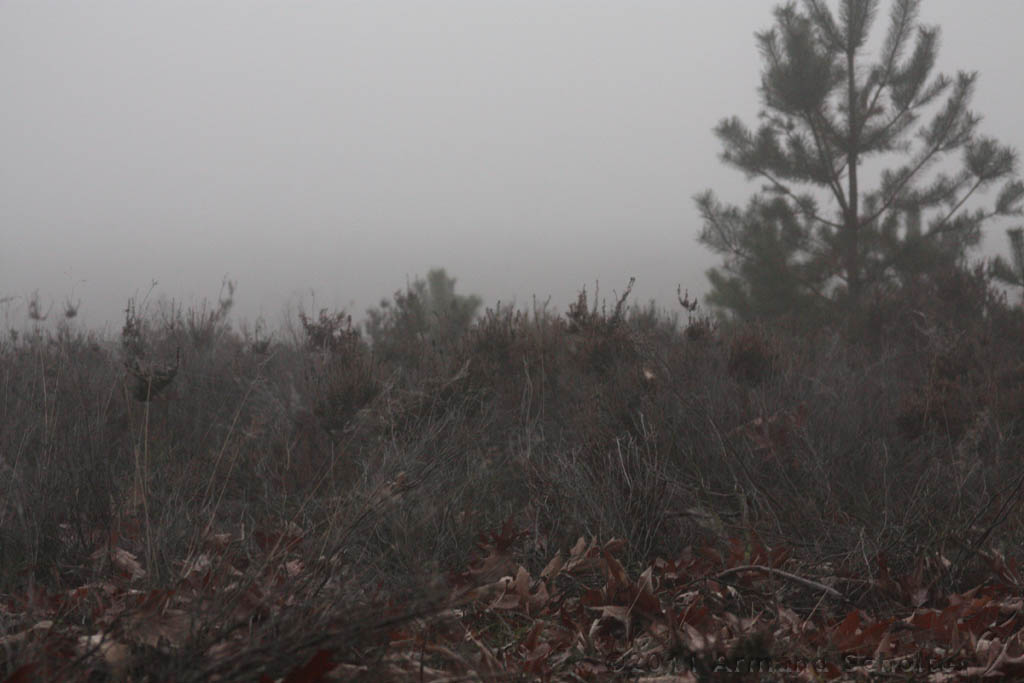 FogForest_20.jpg