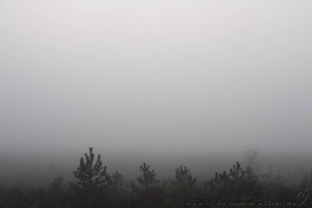 FogForest_22.jpg