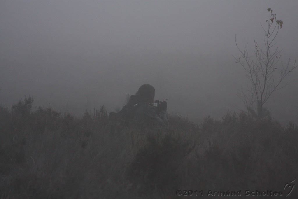 FogForest_23.jpg
