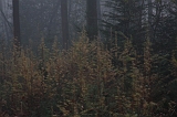 FogForest_01
