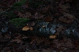 FogForest_03