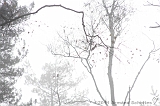 FogForest_04