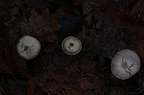FogForest_05