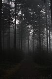 FogForest_06