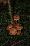 FogForest_07