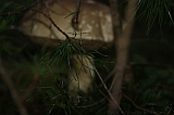 FogForest_08