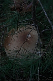 FogForest_09