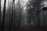 FogForest_10