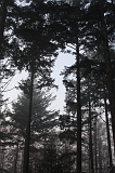 FogForest_11