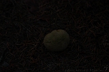 FogForest_12