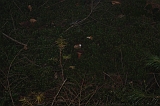 FogForest_13