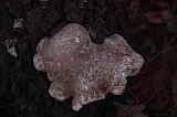 FogForest_15