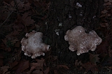 FogForest_16