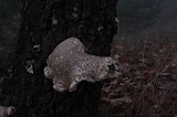 FogForest_17