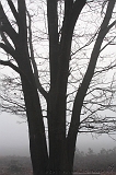 FogForest_18