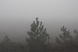 FogForest_19