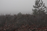 FogForest_20