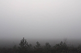 FogForest_22