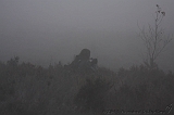 FogForest_23
