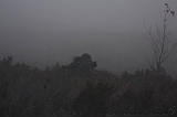 FogForest_24