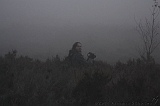 FogForest_25