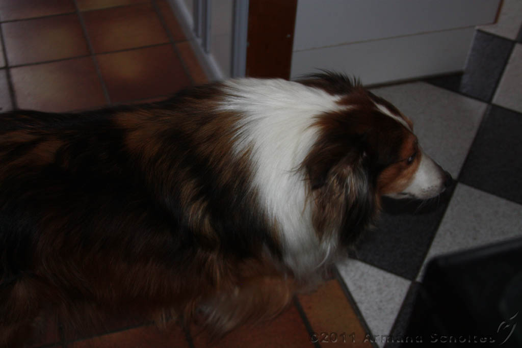 2011-02-27_Woef.jpg