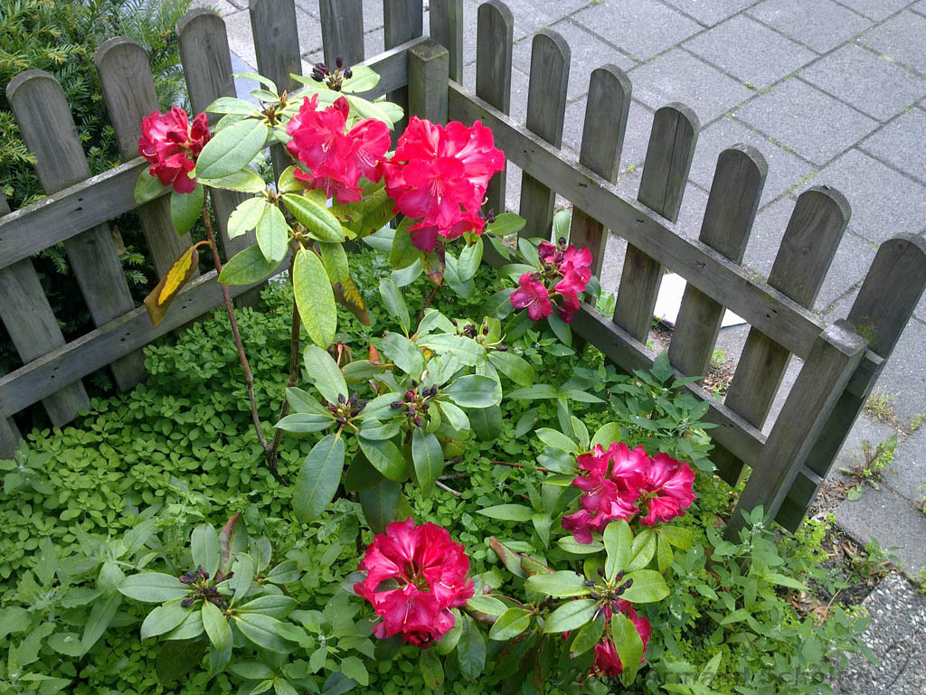 2011-06-26_Rododedron_002.jpg