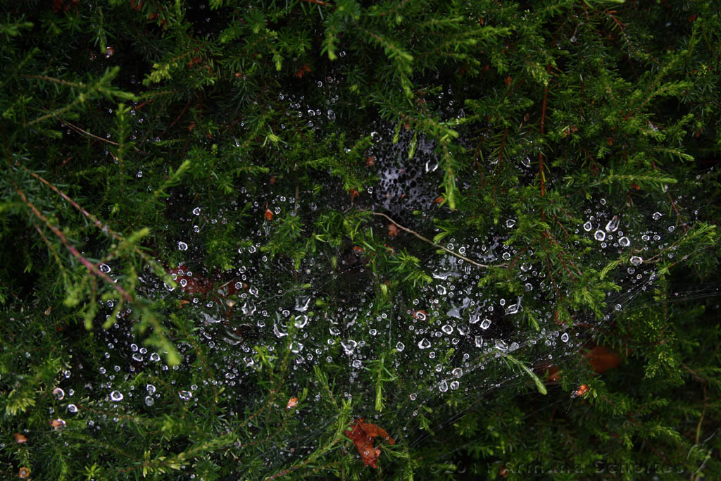 2011-07-24_Waterdrops_001.jpg